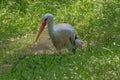 Stork walking through the grass Royalty Free Stock Photo