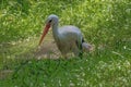 Stork walking through the grass