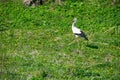 Stork walking on the green grass Royalty Free Stock Photo