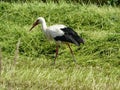 A STORK WALKING ON A LACE Royalty Free Stock Photo