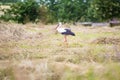 Stork walking through the meadow