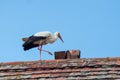 stork walking on the roof on blue sky background Royalty Free Stock Photo