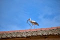 stork walking on the roof of the church carrying tree branches to fill the nest Royalty Free Stock Photo