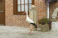 Stork walking on a street in Sluis, Netherlands. Urban bird in town