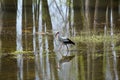 Stork walking on the swamp