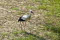 Stork walks along sandy bank of river in summer day. Life of wild bird, animals. Wildlife.