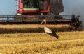 A stork walks in a field in front of a combine harvester that harvests wheat. Grain harvesting. Royalty Free Stock Photo