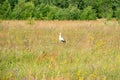 A stork walks across the field Royalty Free Stock Photo