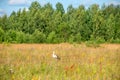 A stork walks through a flowering field Royalty Free Stock Photo