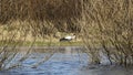 Stork on the water. The stork is hunting on the river. Background with copy space for text