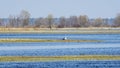 Stork on the water. The stork is hunting on the river. Background with copy space for text