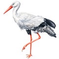 Stork watercolor on white background. Bird illustration