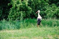 Stork in the meadow near the forest in spring, fresh green polish nature. Royalty Free Stock Photo