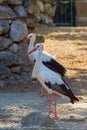 Stork, White stork