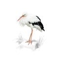 Stork on white