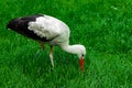 Stork wild life animal ornithology wild life photography in vivid green grass meadow nature environment space