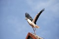 Stork wings