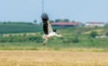 Stork landing on a field Royalty Free Stock Photo
