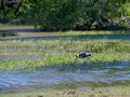 Stork in the Yala national park Royalty Free Stock Photo