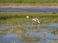 Stork in the Yala national park Royalty Free Stock Photo