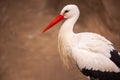 Stork in a zoo garden  animal park Royalty Free Stock Photo