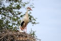 Storks Royalty Free Stock Photo