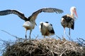 Storks in a aerie Royalty Free Stock Photo