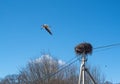 Storks arrived in the spring. A stork in the nest. Stork`s nest on a pole. High voltage pole and bird`s nest