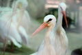 Storks in the aviary close up selective focus