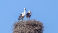 The storks are back in the land