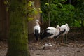 Storks. Black and white storks in the reserve.Group of birds storks and black and white duck in the park Royalty Free Stock Photo