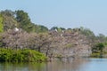 Storks building nests at the refuge