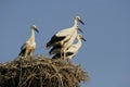 Storks - Ciconia