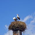 Storks ciconia Royalty Free Stock Photo