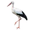 Storks Ciconia, large wading bird