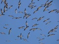 Storks circling in the sky Royalty Free Stock Photo