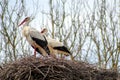 Storks couple looking in the distance, perched on their nest