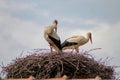 Storks couple looking in the distance, perched on their nest