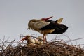 Storks couple in the nest in sunny spring evening