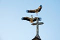 Storks on the curch