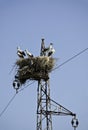 Storks on electric pole