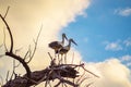 Storks couple perched on dry branches
