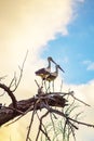 Storks couple perched on dry branches