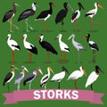 Storks family set cartoon bird