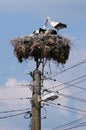 Storks feeding Royalty Free Stock Photo