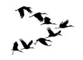 Storks flock. Vector silhouette Royalty Free Stock Photo