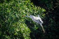 Storks fly over the branches of the tree in the background Royalty Free Stock Photo