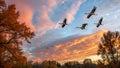 Storks flying during autumn migration Royalty Free Stock Photo