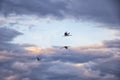 Migration of the storks in the sky Royalty Free Stock Photo