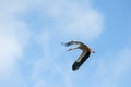 Storks flying Royalty Free Stock Photo